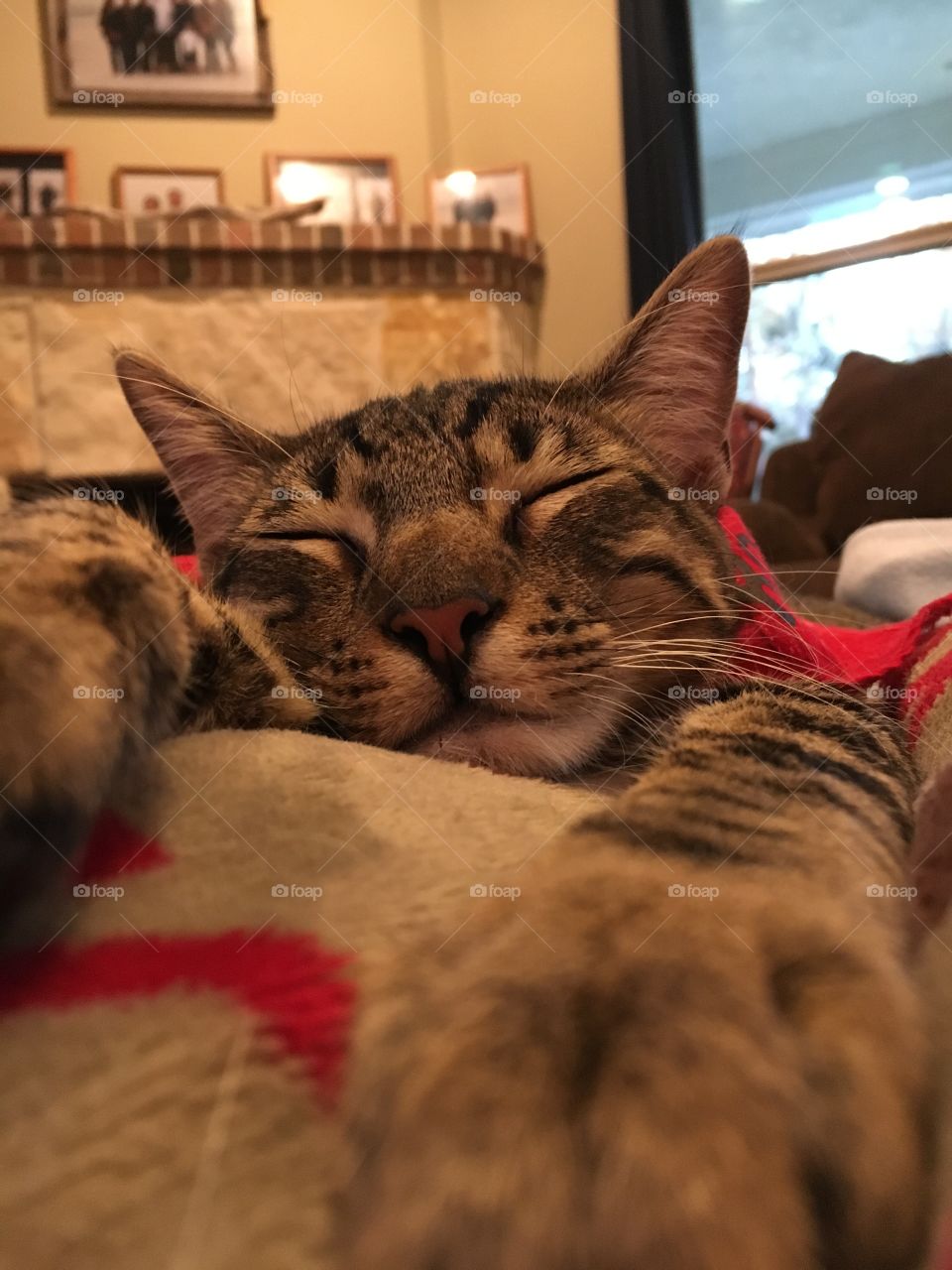 Steele Man! Remembering this sweet boy. Missing him a lot today! Always a good boy who loved us all without question! 