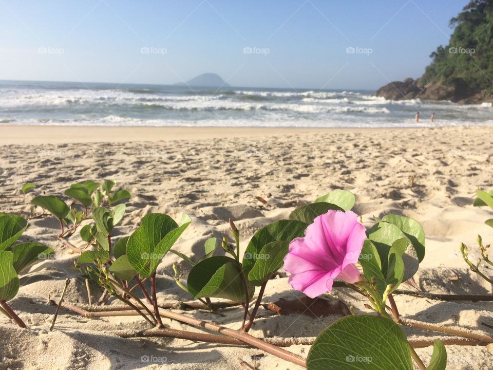 Close-up of pink flower plant on sandy beach