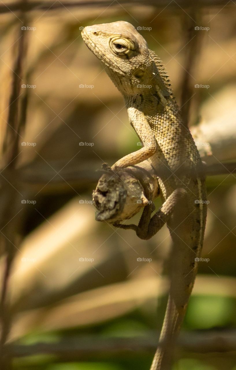 Garden lizard known as girgit in india