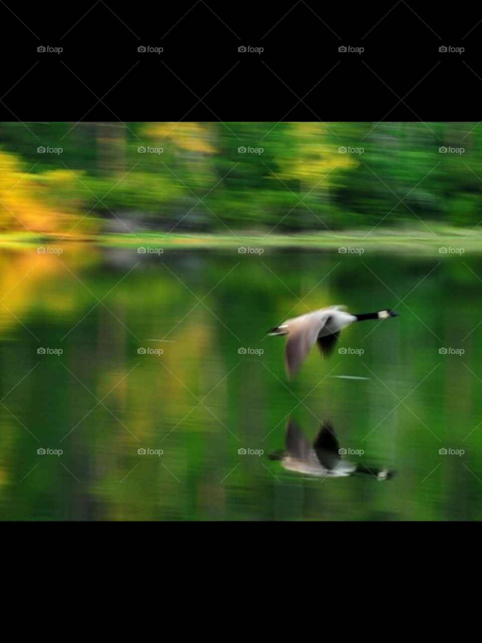 reflection goose determination bird flying by lightanddrawing