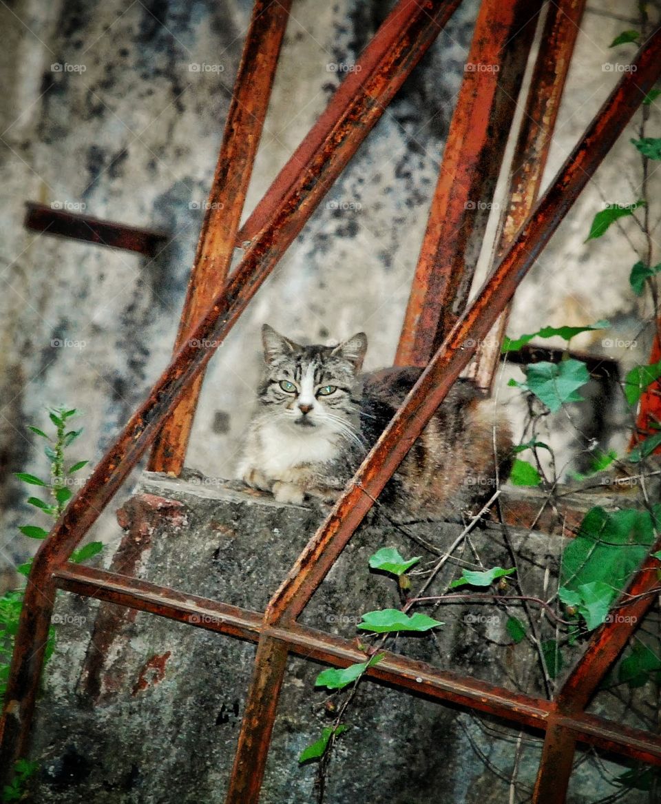 Cat in a forgotten  garden 