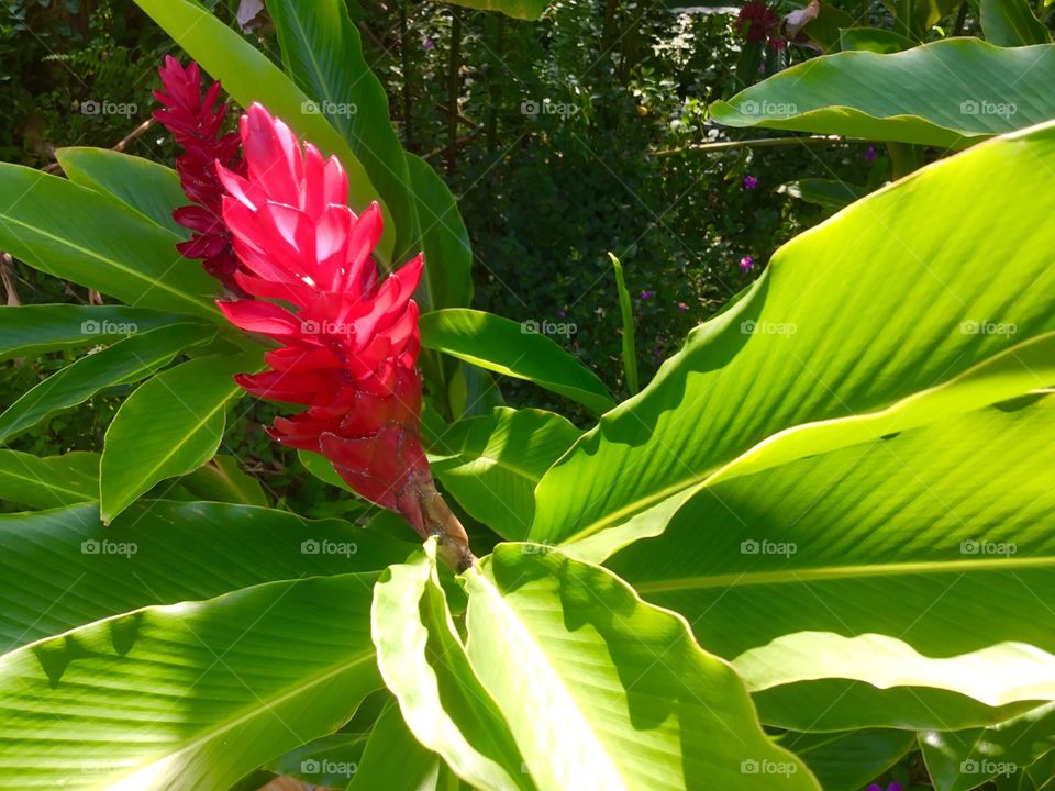 Alpinia purpurata – Red Ginger