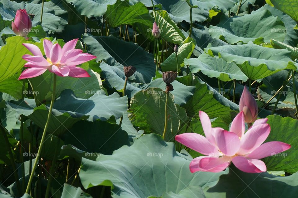 Lotus blossoms in China 