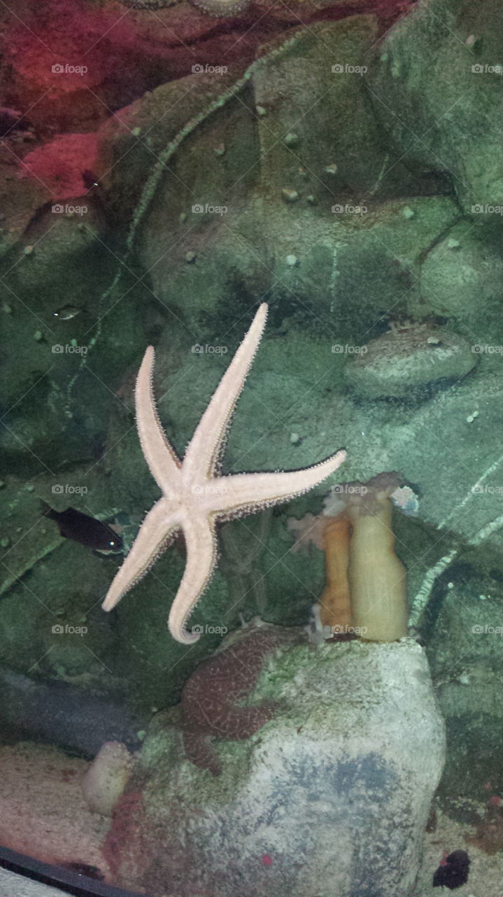 Large Starfish