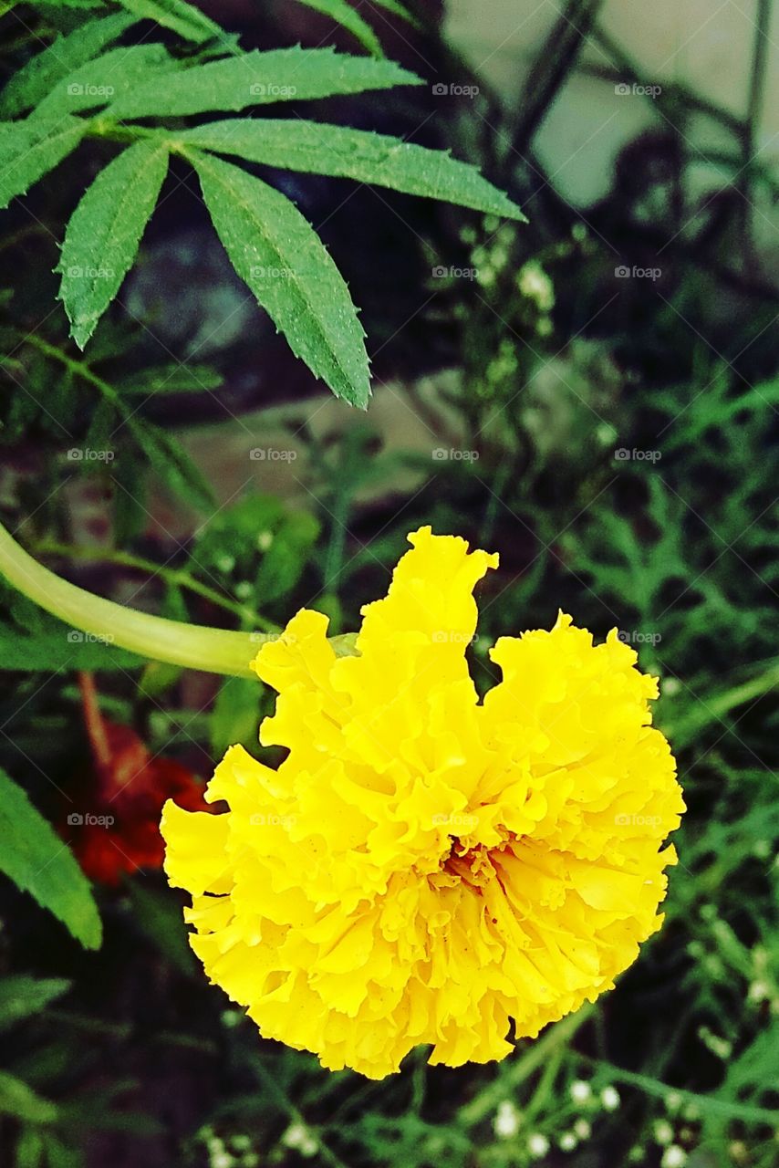 Marigold flower