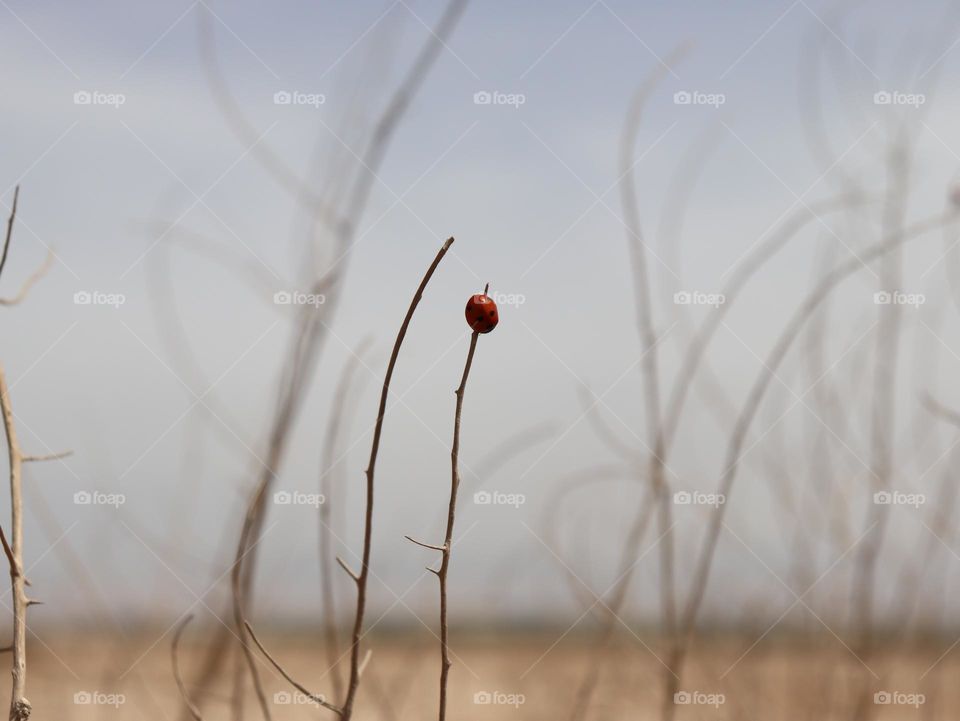 Red ladybug standing on top of a brown brunch with grey sky in the background