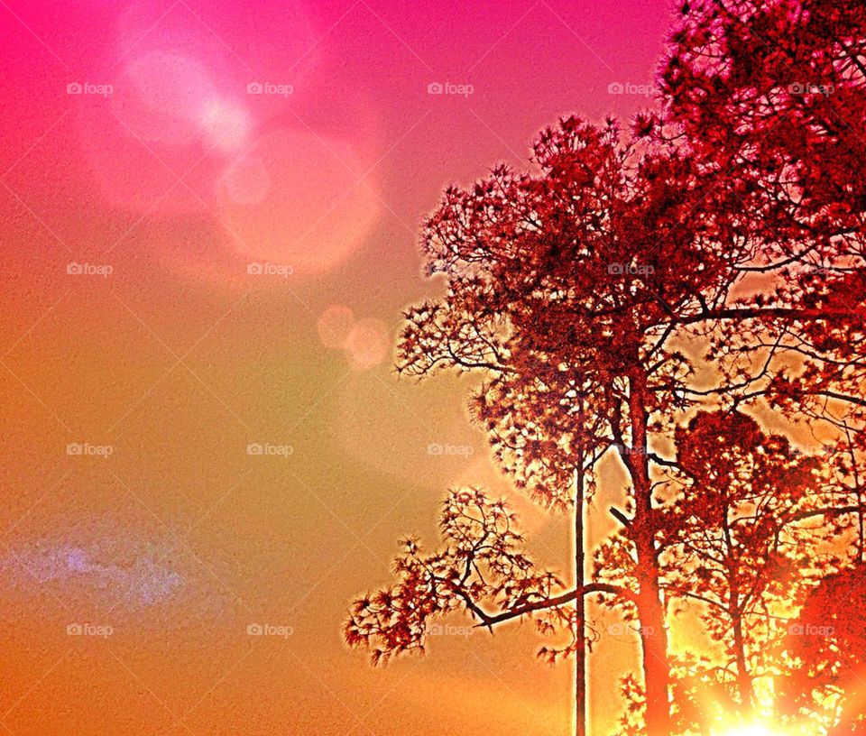 Sunset through trees