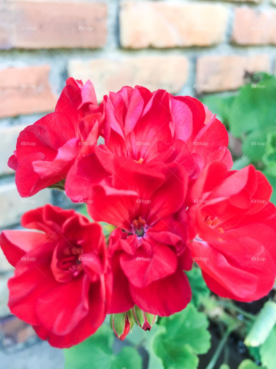 Planting red flowers 