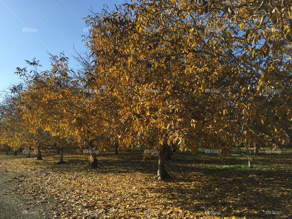 Autumn splendor