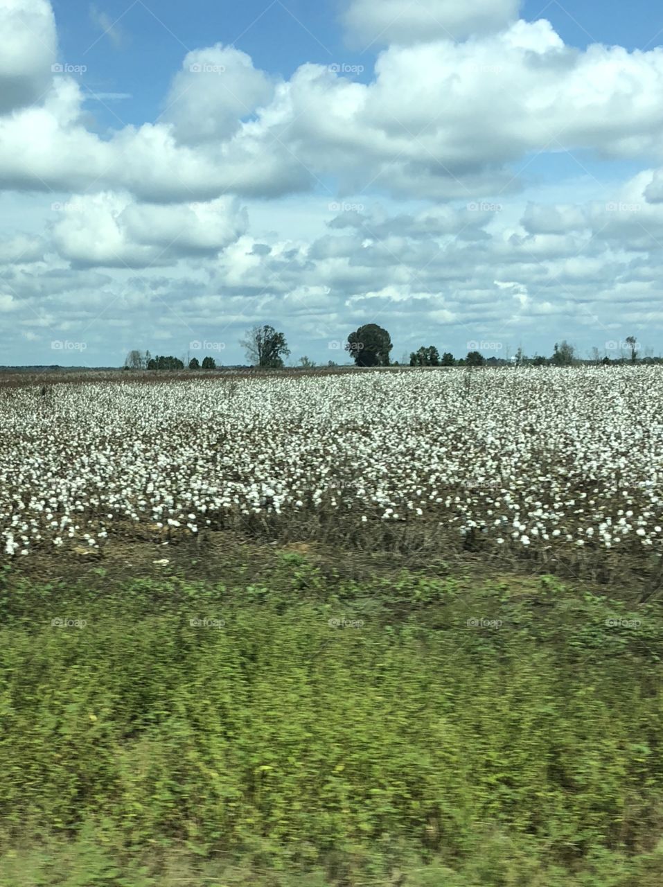 A blue sky puffy cloud day with the cotton field bursting forth with its fluffy white cotton balls in the field. 