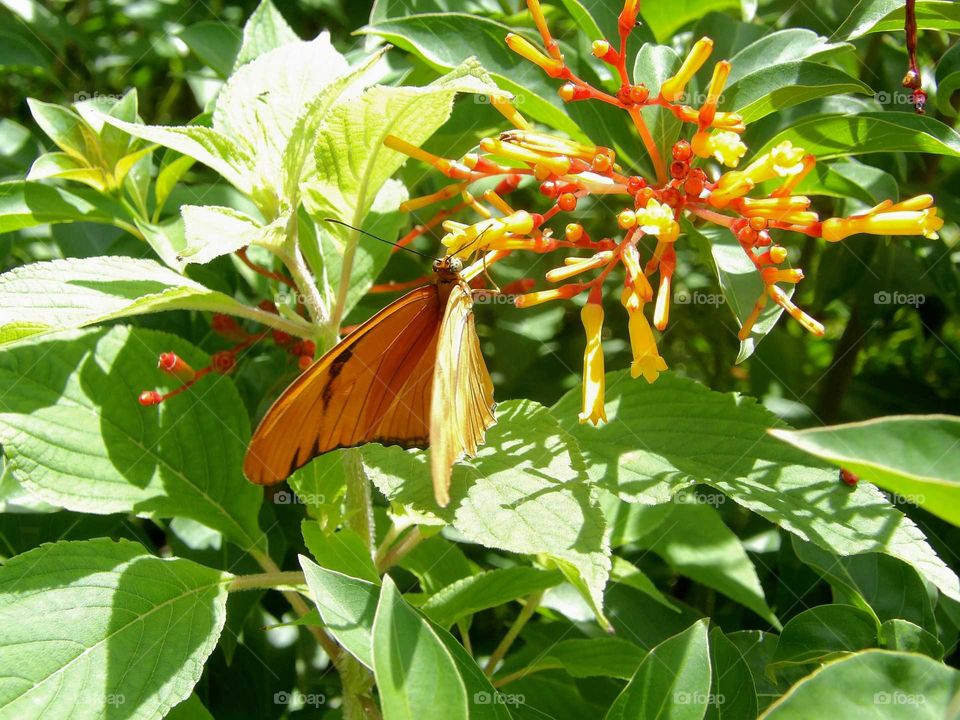 Butterfly and flower