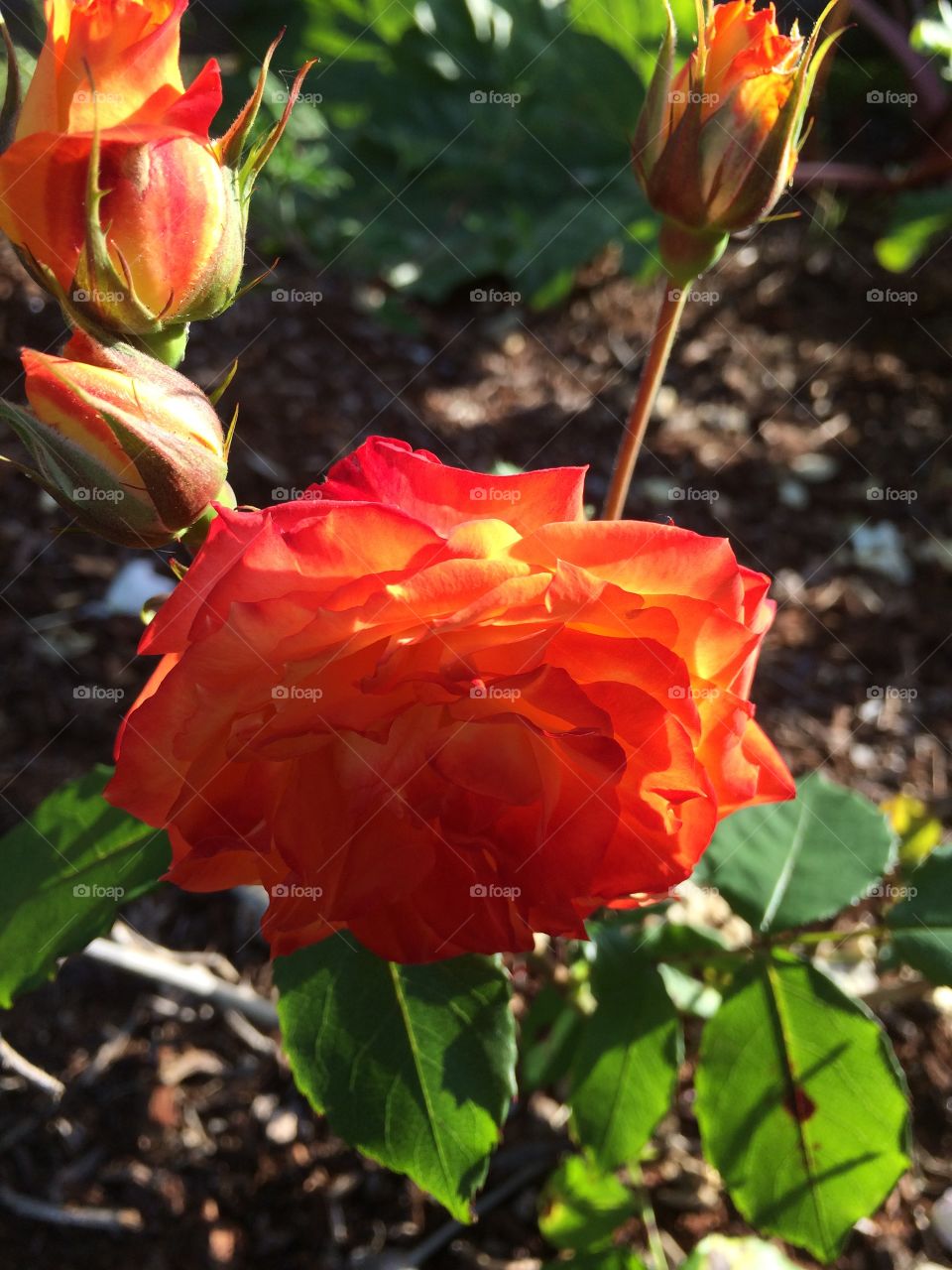 Rose. Orange Rose