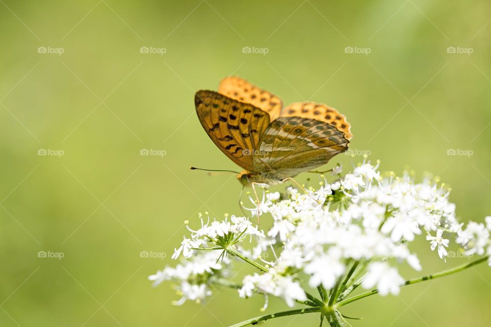 Amazing orange butterfly sitting on blossoming flower close up shooting wildlife summer feeling macro microcosmos