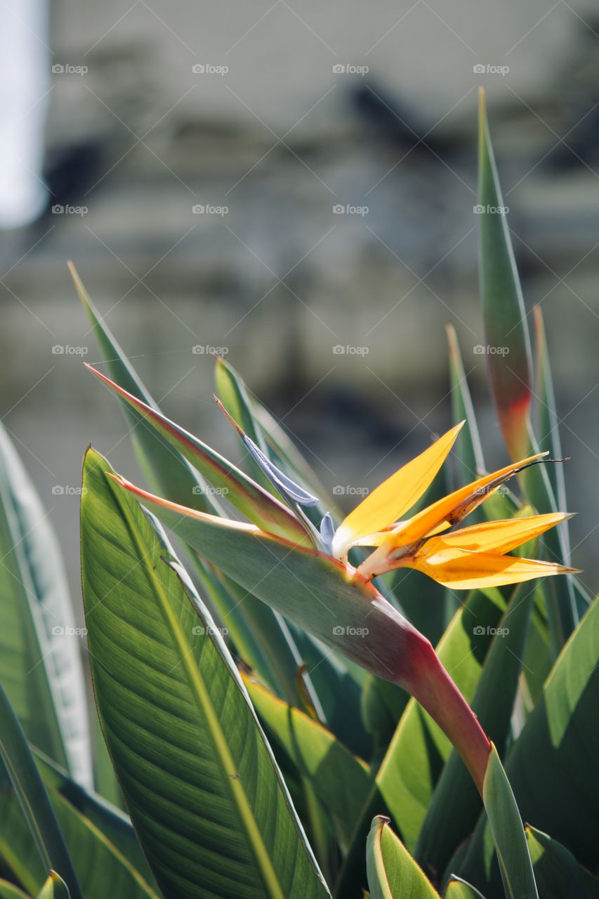 Bird of paradise by the fountain 