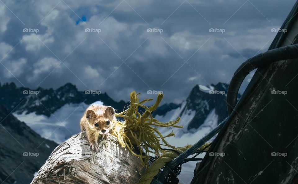 Himalayan mountain weasel on its natural habitat