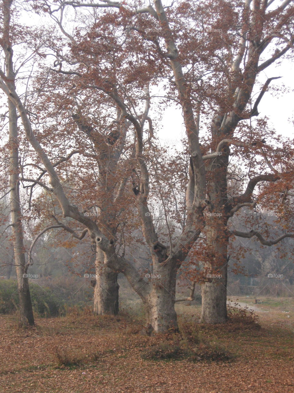 Maple Tree in Kashmir