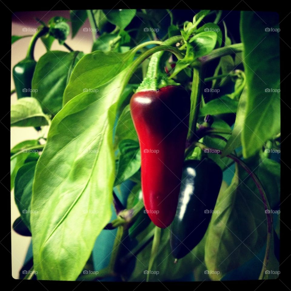 Green hot chilli summer