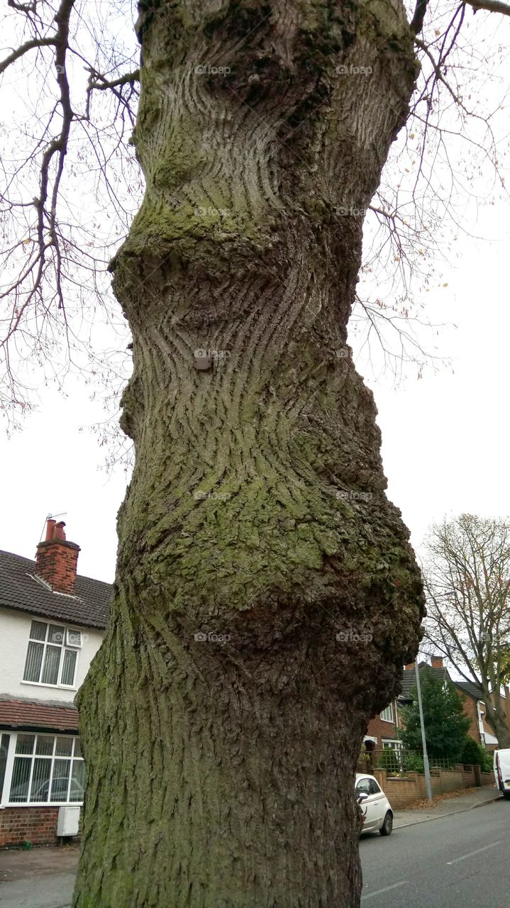 Spiraling Tree bark