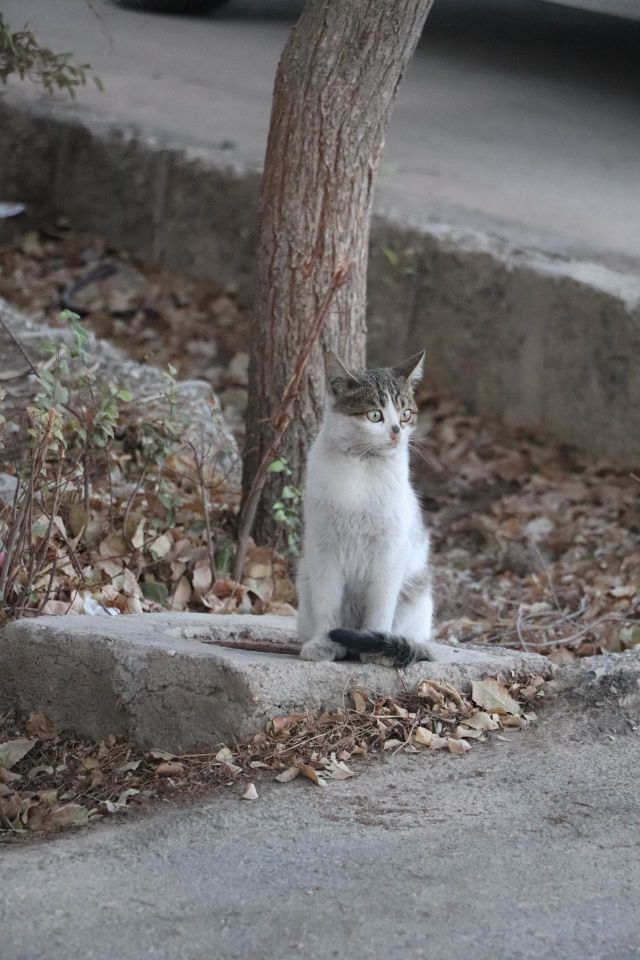 cat supries