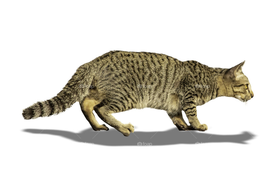 Isolated The brown cat on a white background with clipping path.