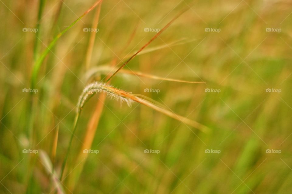 selective focus. blurry image. nature background