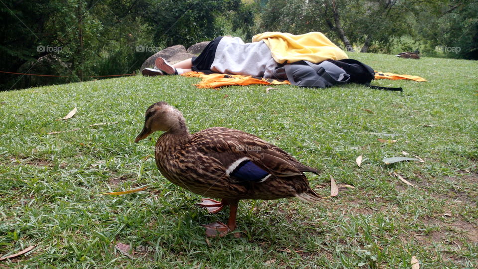 Pato no Jardim