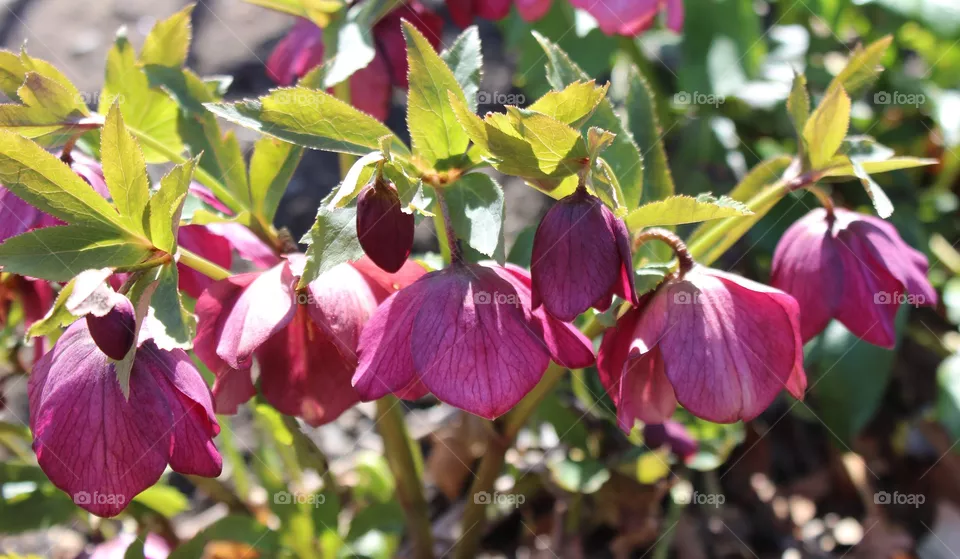 Red hellebore 