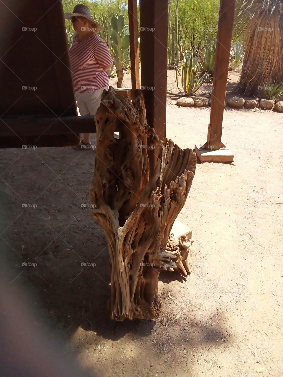 Dried remnants of botanical plants. Interesting shape and usage of plant remnant.