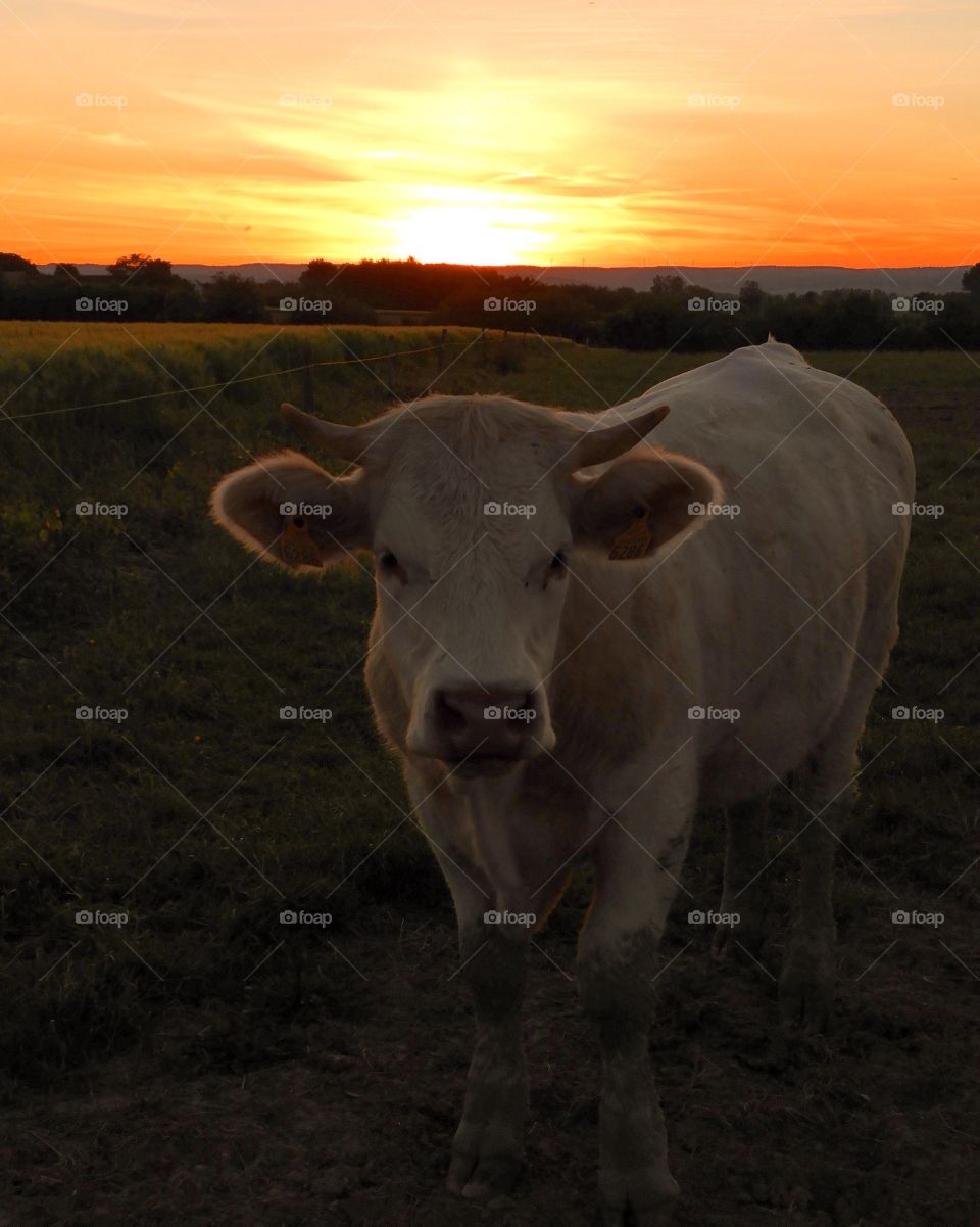 Charolais cow in the sunset in Burgundy 