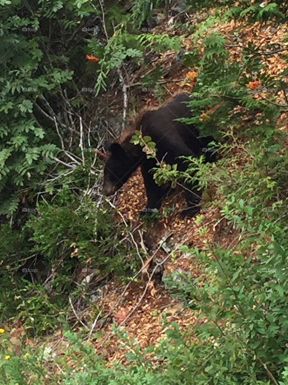 Side view of black bear cub with brown ridged back