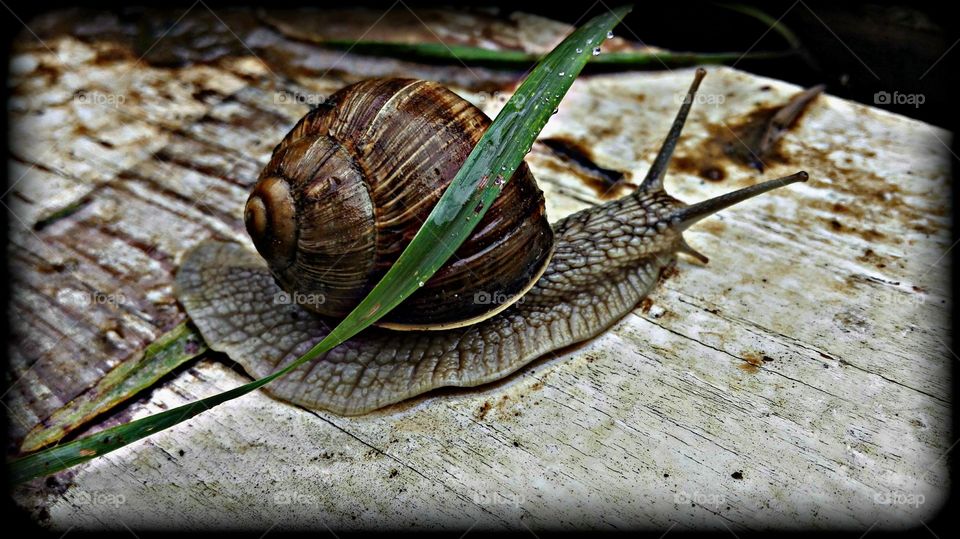 A snail