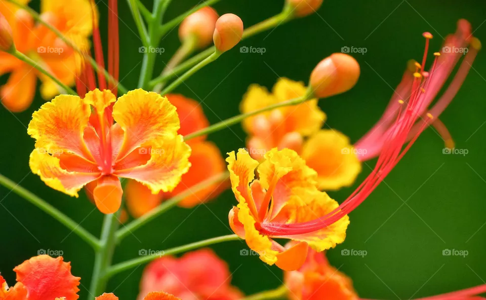 red flowers