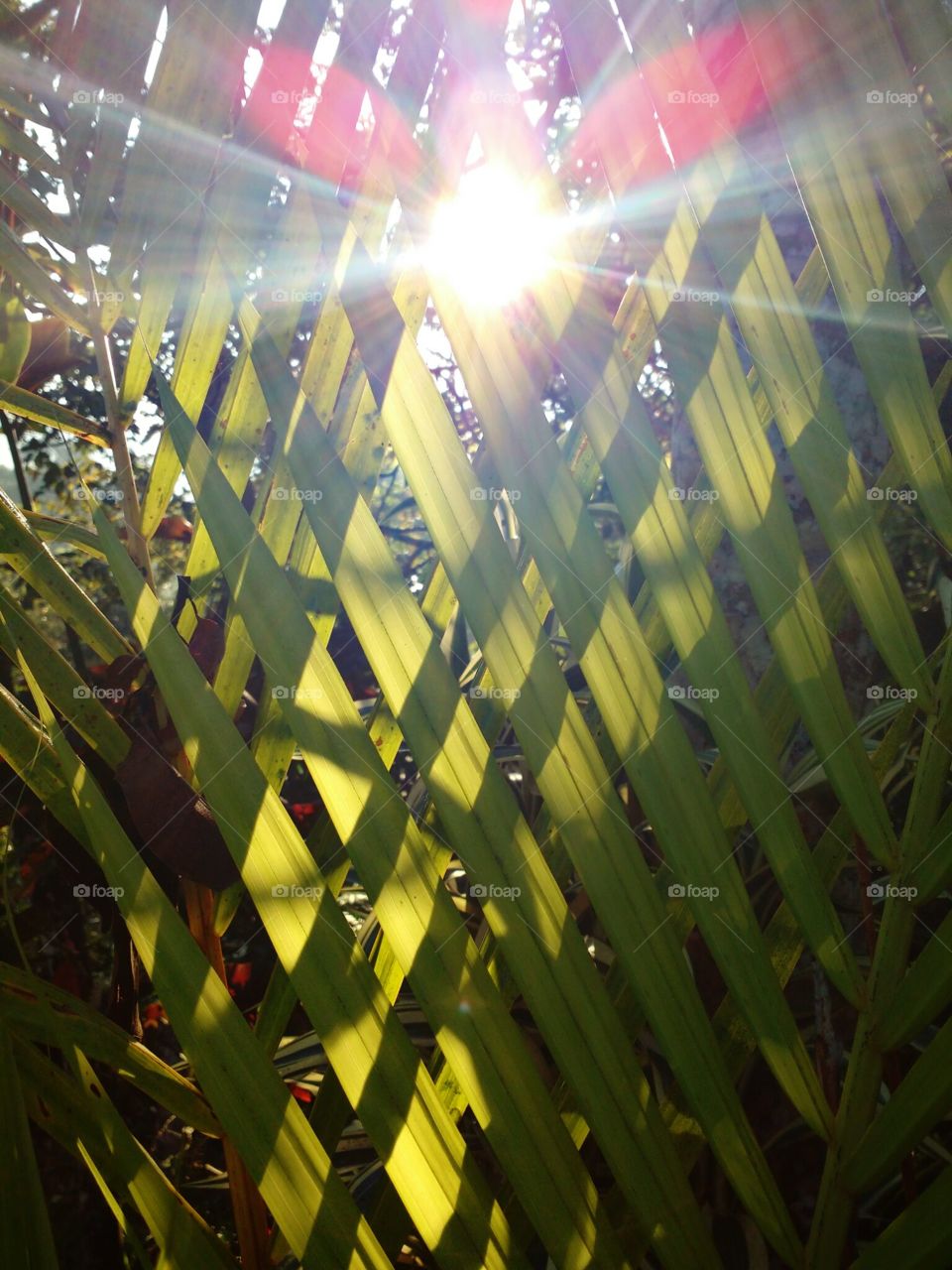 morning view through leaf