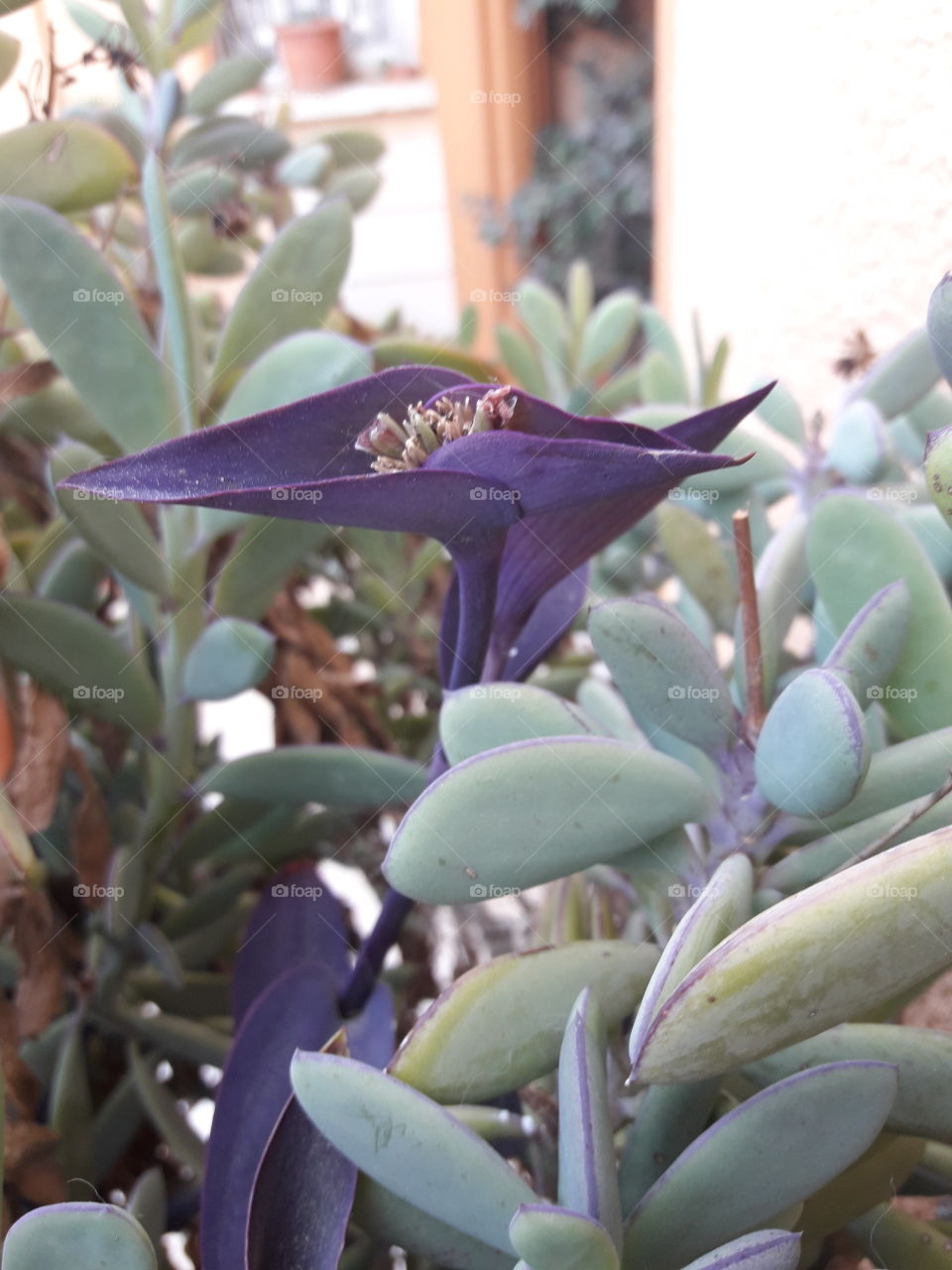 purple different flower