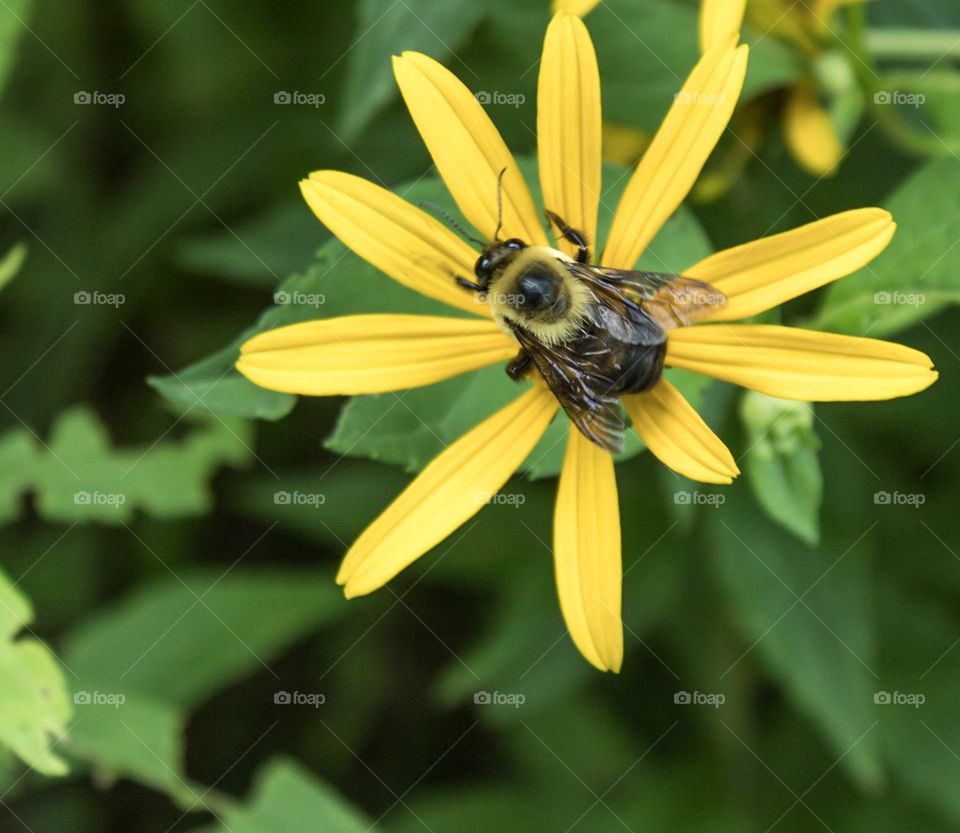 Bee on yellow flower