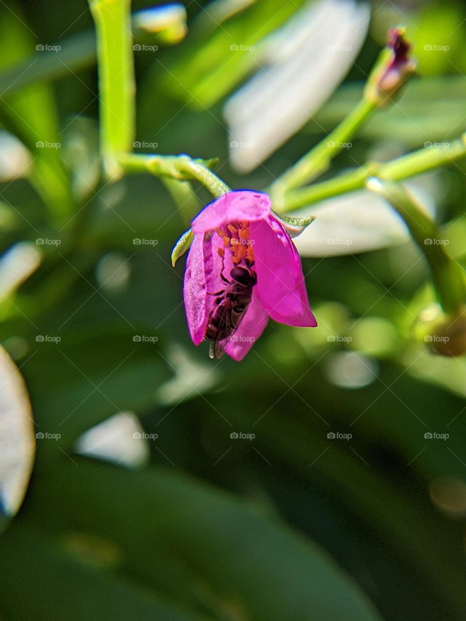 flowers and bees🌷🐝😄