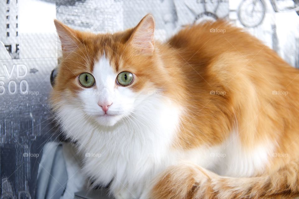 Norwegian Forest cat