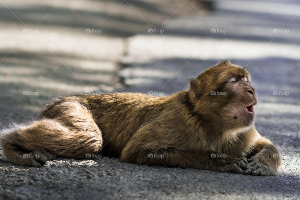 Macaque is lying on the ground