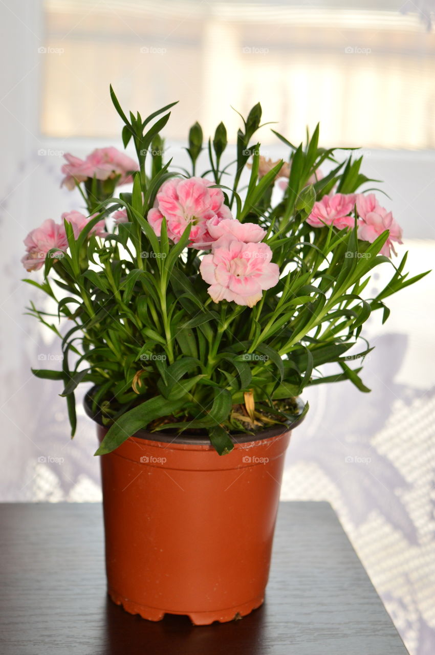 HOUSE PLANTS IN POTS