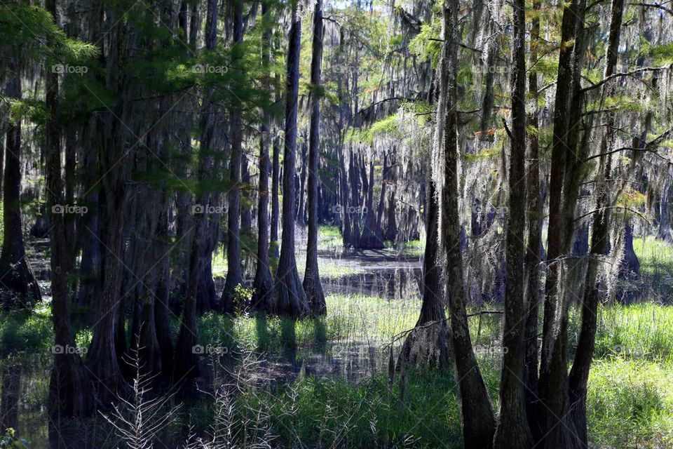 Swamps of Florida. I dare anyone going in water here! You will not last 5 minutes! 
