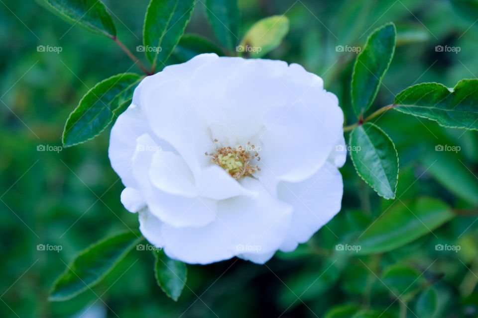 the white rose