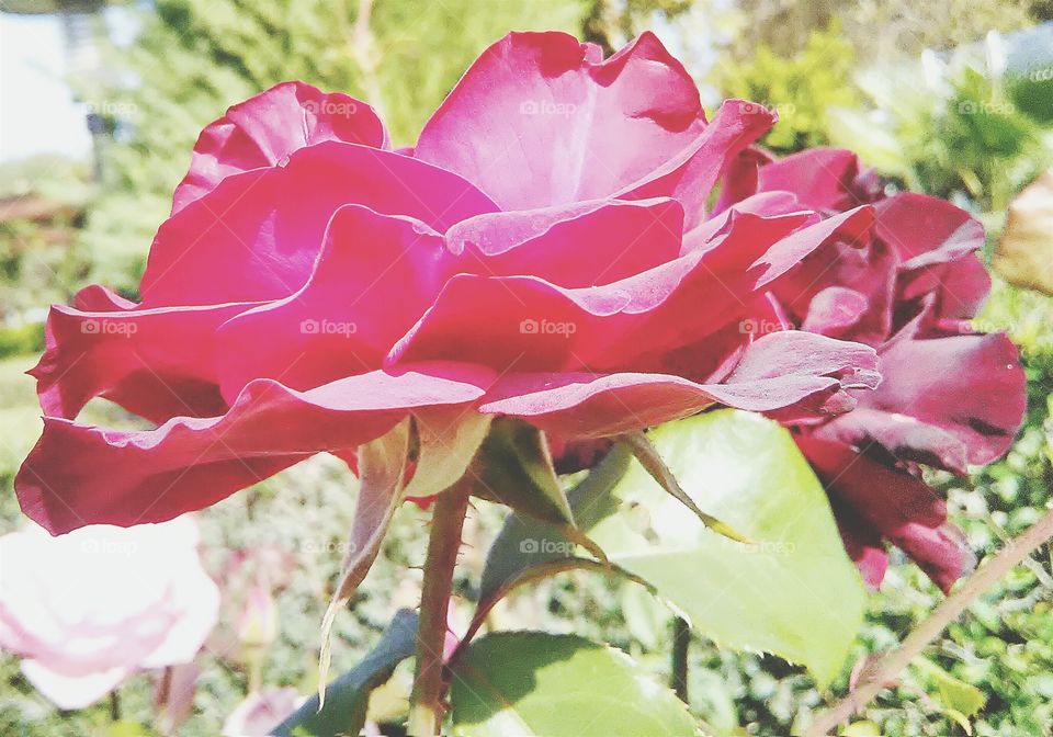 summer time 2017. nature. roses
