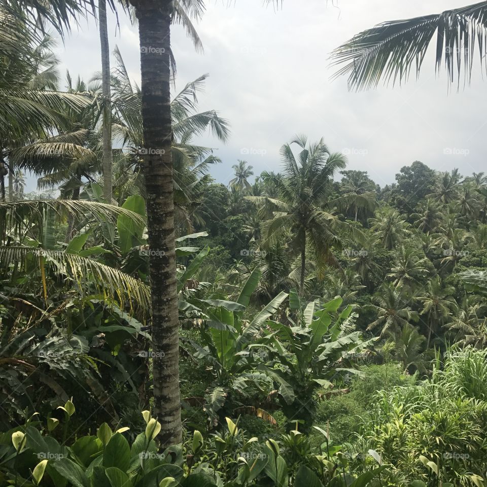 Bali jungle