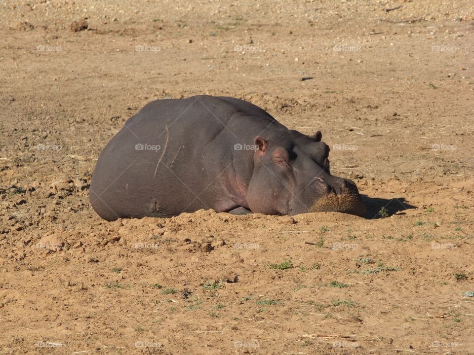 Lazy hazy hippo napping 