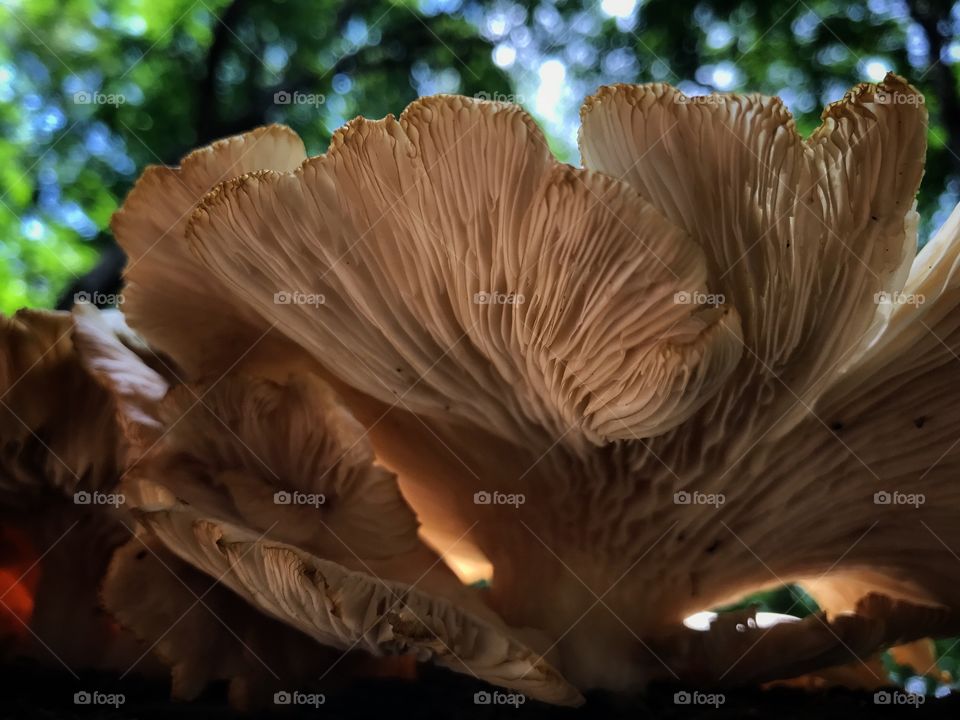 Bottom view of mushroom cluster or troop