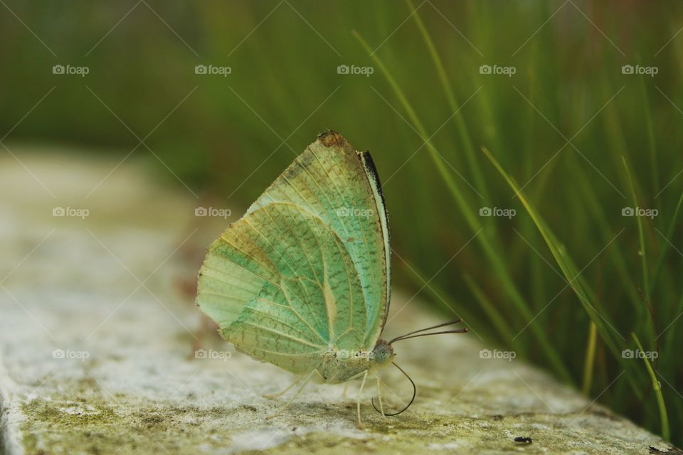 beautiful green butterfly in the garden