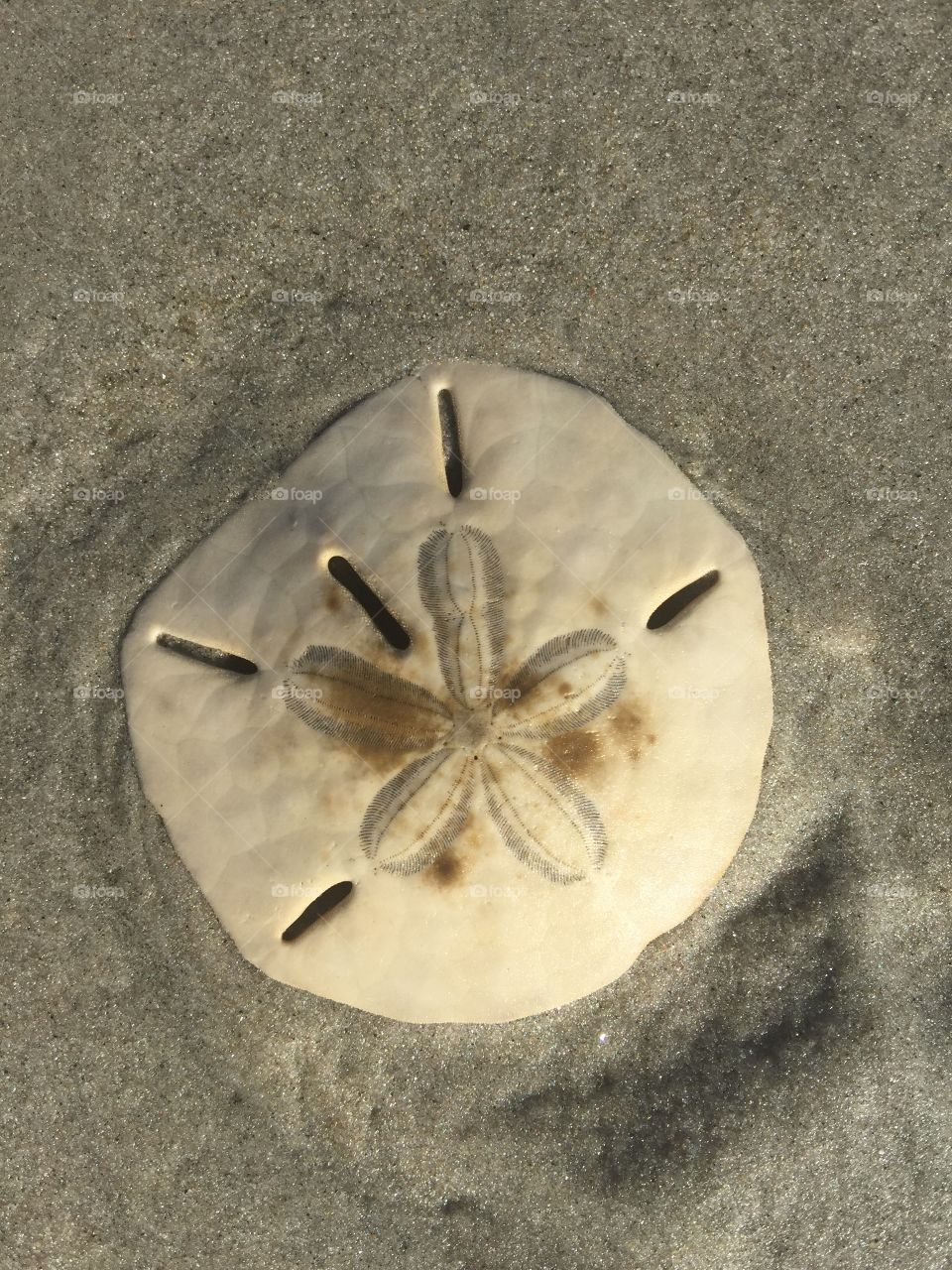 Beautiful sand dollar I found along the beach in the sand in Wildwood crest NJ