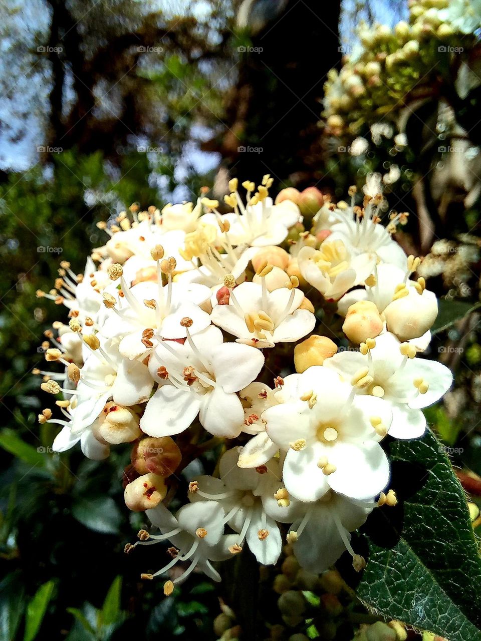 White flower