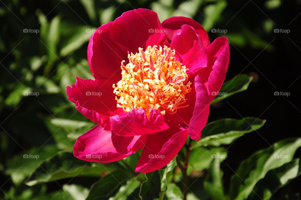 Peony flower 