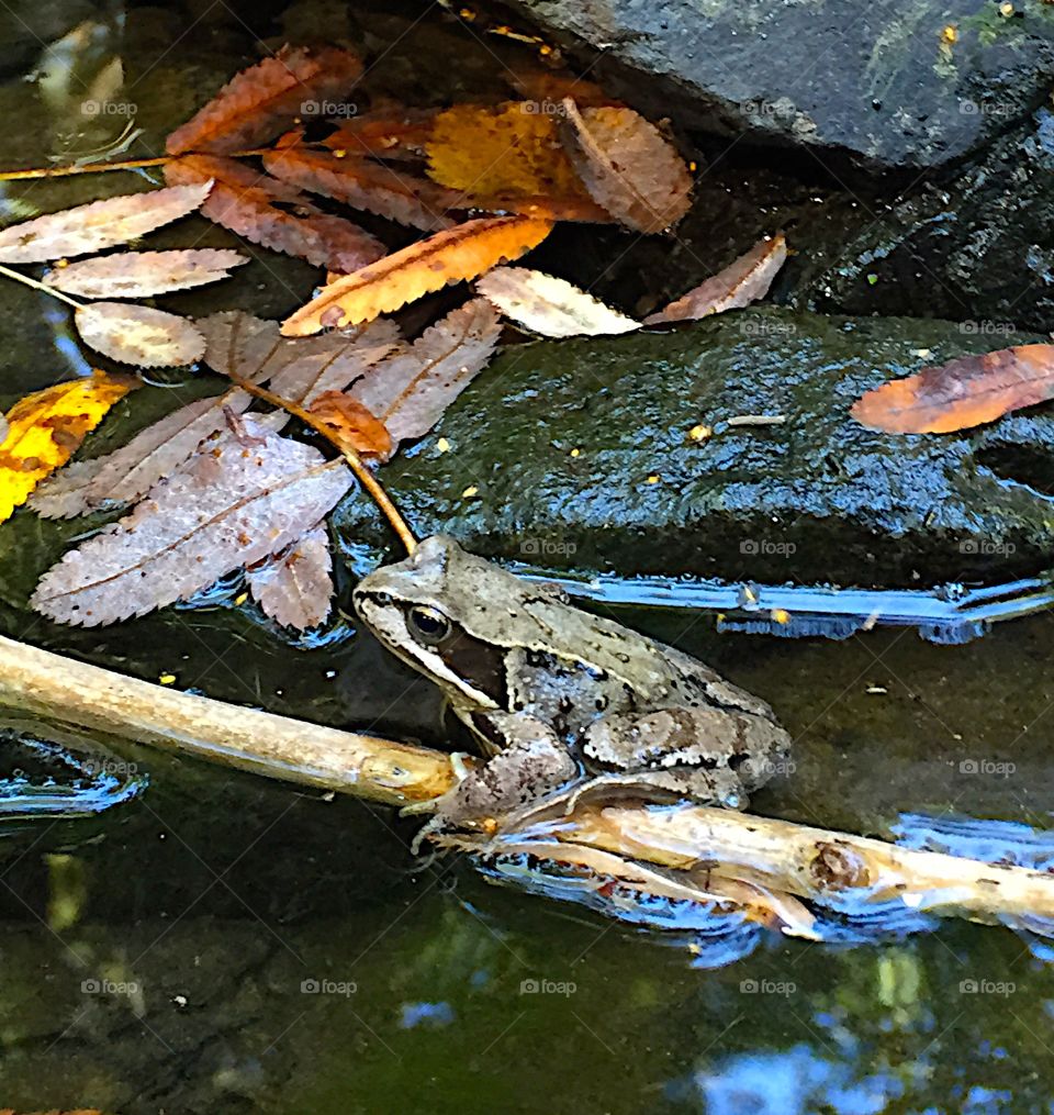 Frog. Hanging on